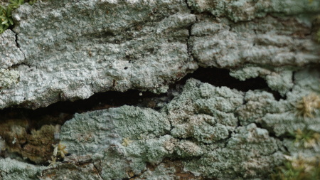 wood motif, wood texture can be used as the background of a pictureの写真素材