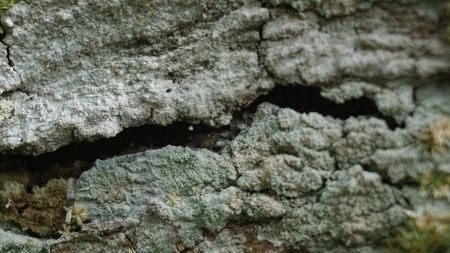 wood motif, wood texture can be used as the background of a pictureの写真素材