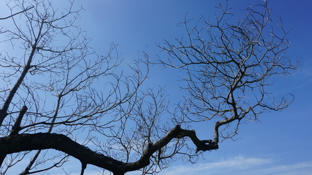 silhouette of a tree branch in the background of sunlight and the sky is blue in summer
