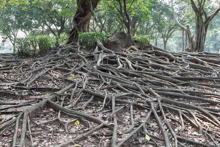Close-up of a Banyan interlaced roots in gardenの写真素材