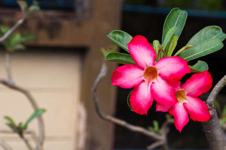 	Impala Lily Adenium Adenium obesumの写真素材