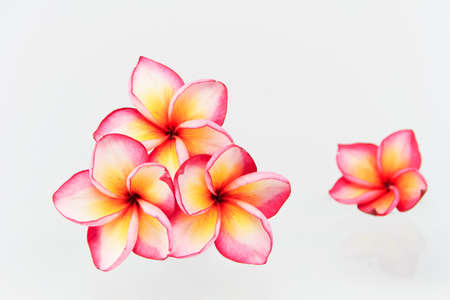 Plumeria flowers isolated on whiteの写真素材