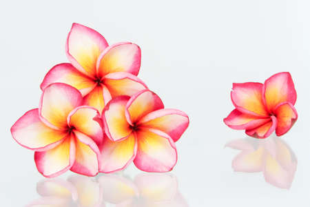 Plumeria flowers isolated on whiteの写真素材