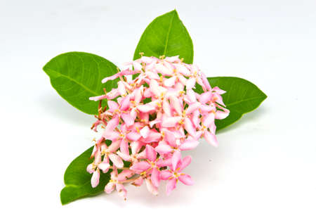 Pink Ixora flower isolated on white background の写真素材