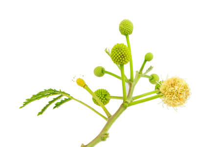 Leucaena leucocephala isolated on white background の写真素材