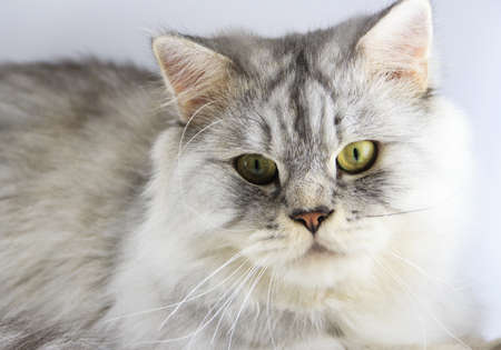 Crossbreed Siberian cat et persian catin front of a white background の写真素材