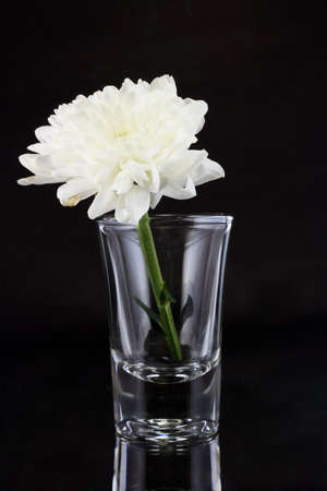 White chrysanthemum on a black backgroundの写真素材