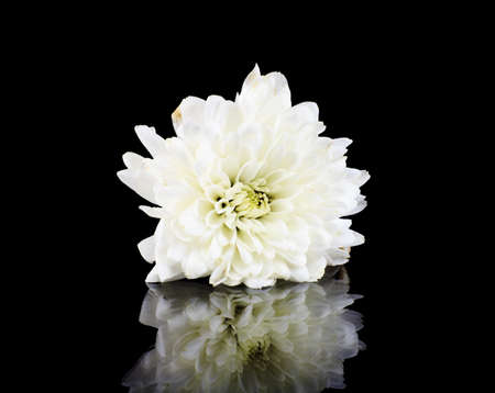 White chrysanthemum on a black background の写真素材