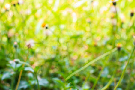 Coatbuttons, Mexican daisyの写真素材