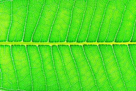 Frangipani leaf isolated on white background 