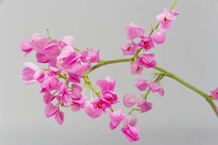 Antigonon leptopus or Pink Coral Vine isolated on a whiteの写真素材