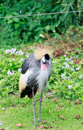 Grey Crowned Crane  Balearica regulorum 