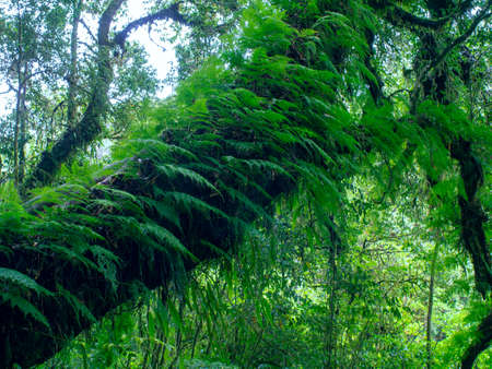Rain forest at Doi intanonの写真素材