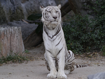 The white tigerの写真素材