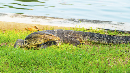 Monitor lizardの写真素材