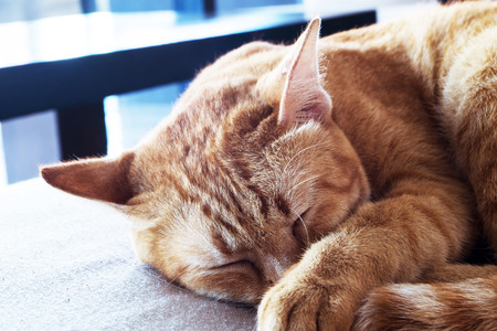 The Catの写真素材