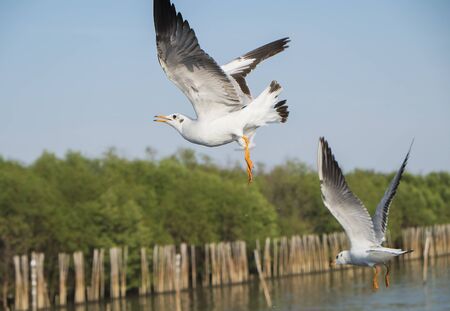 Seagull Flying.