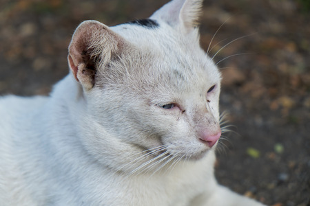 The Cat.の写真素材