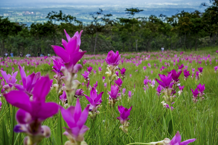 Siam tulip(Krachai flower)の写真素材