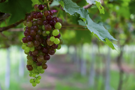 Grapes in the vineyardの写真素材