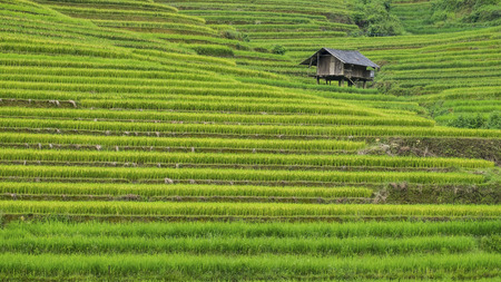 Rice field in Vietnam.の写真素材