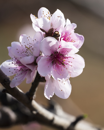 Pink sakura flowerの写真素材