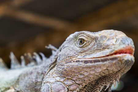 iguanaの写真素材