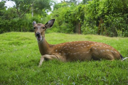 sika deer isolated .の写真素材