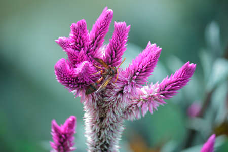 Celosia Spicata