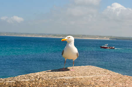 Seagull on a rock platform in a summer day by the seaの写真素材