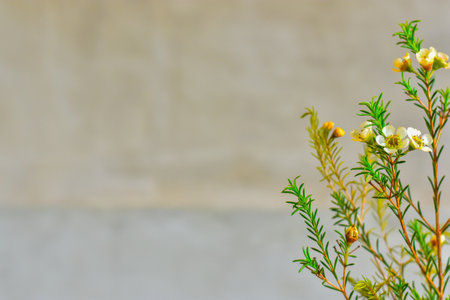 White flower and green leaf on a grey background wallpaper with empty space for text. Selective...