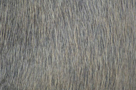 Buffalo Fur