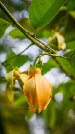 yellow flowersの写真素材