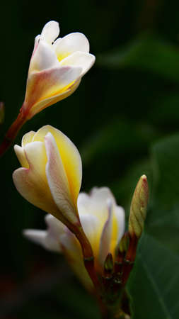 Dok Champaの写真素材