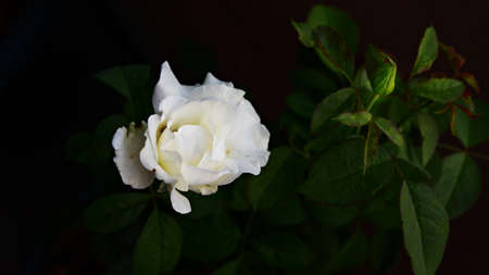 white roseの写真素材