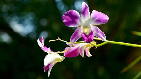 Purple orchidの写真素材