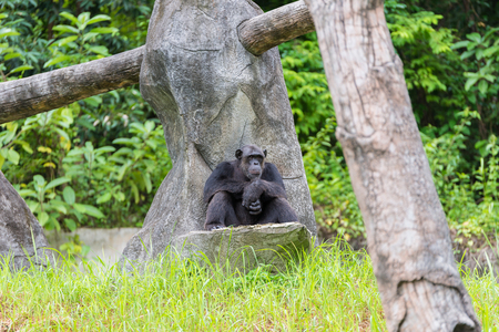 Monkey sit on rock in zoo, monkey with boring face