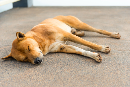 Brown dog sleep on cement floorの写真素材