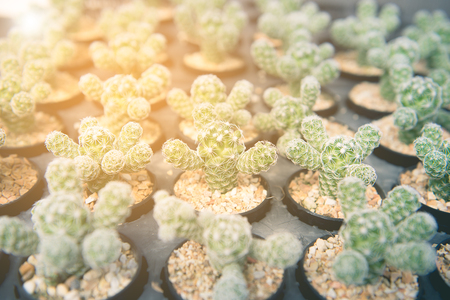 Close-up many cactus in different species in seedling trays with warm sunlightの写真素材