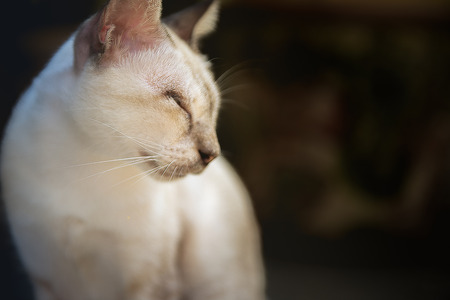 Close-up sleepy cat closing his eyes for nap. Soft focus