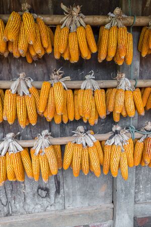 Fresh yellow maize on house wall, corn after harvestedの写真素材