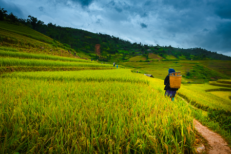 Sep 16, 2017 Mu Cang Chai, Vietnam - Behind of female farmer walking toward to tourist who came to see rice fieldのeditorial素材