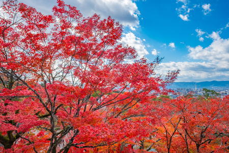 Red maple tree in Japanの写真素材