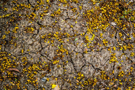 Yellow flower with crack soilの写真素材