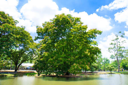 Big trees by the pool and the skyの写真素材