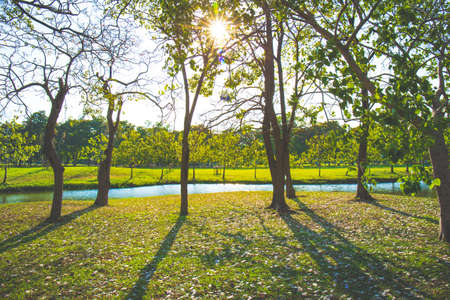 Trees and shadows of trees at sunset.