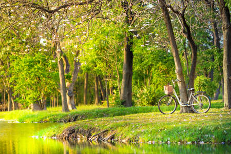Classic white bicycle parked under a tree at the waterfront in the garden at sunset.の写真素材