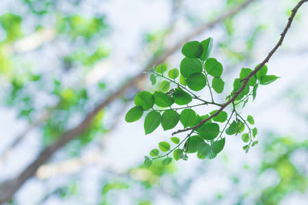Branches and leaves natural backgroundsの写真素材