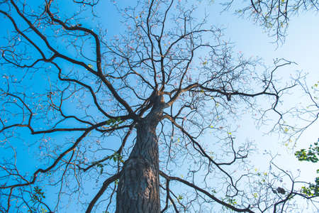 Detailed tree branches  on natural background and blue sky.の写真素材