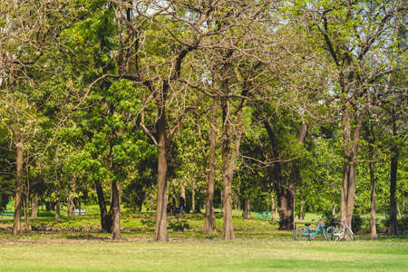 Park where people like to relax in Bangkokの写真素材